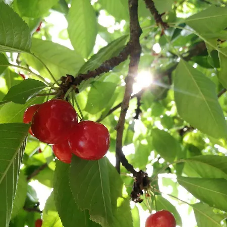 Wandertraum Johann - Eifel *