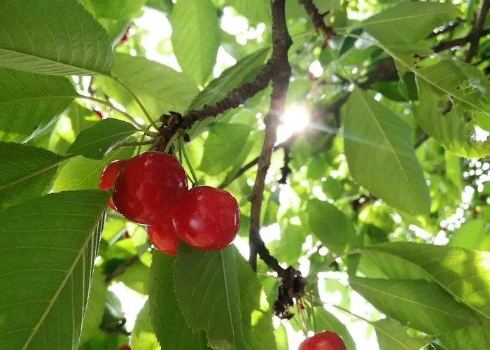 Wandertraum Johann - Eifel *